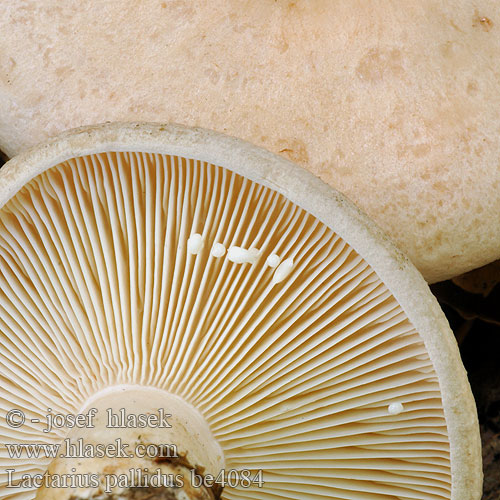 Lactarius pallidus be4084