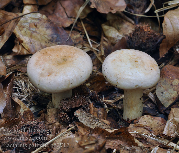 Lactarius pallidus Ryzec bledý