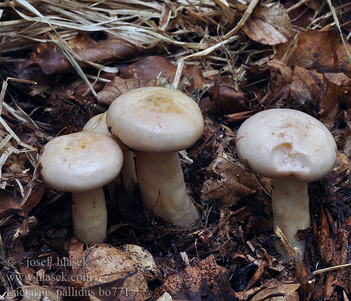 Lactarius pallidus Rýdzik bledý