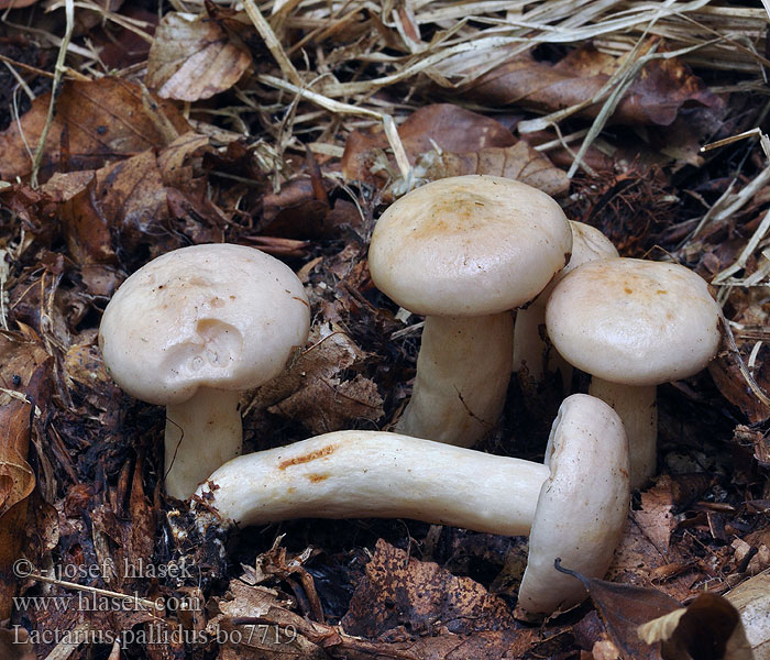 Lactarius pallidus Pale milkcap