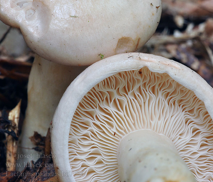 Lactarius pallidus Mleczaj bladawy