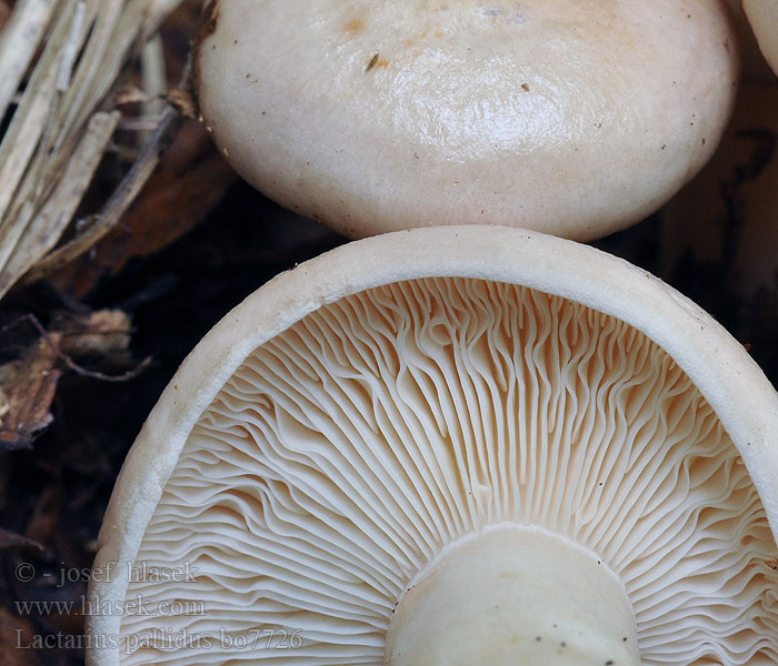 Lactarius pallidus Fleischblasser Milchling