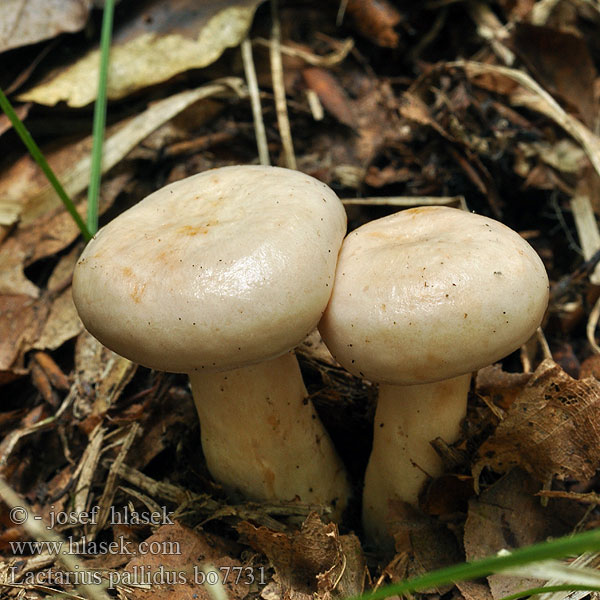 Fleischblasser Milchling Lactarius pallidus