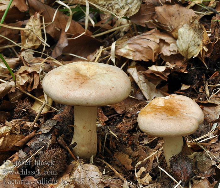 Fleischblasser Milchling Lactarius pallidus