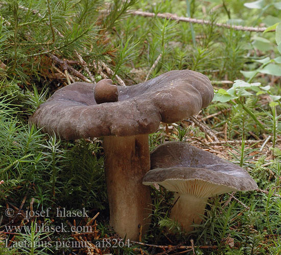 Lactarius picinus af8264