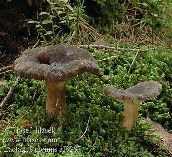 Lactarius picinus af8267