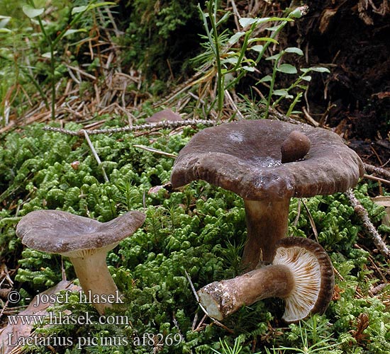 Lactarius picinus af8269