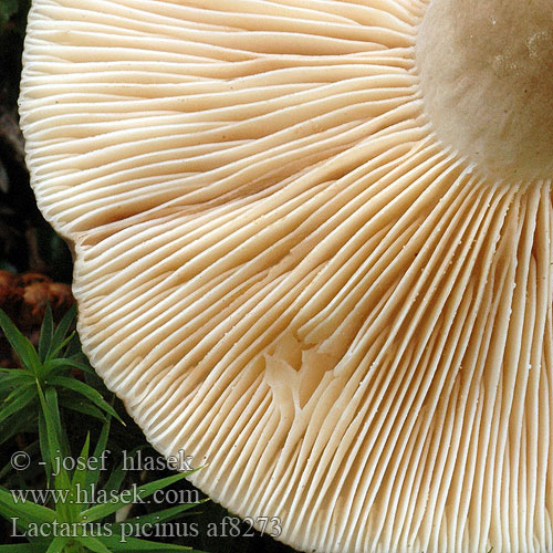 Lactarius picinus af8273