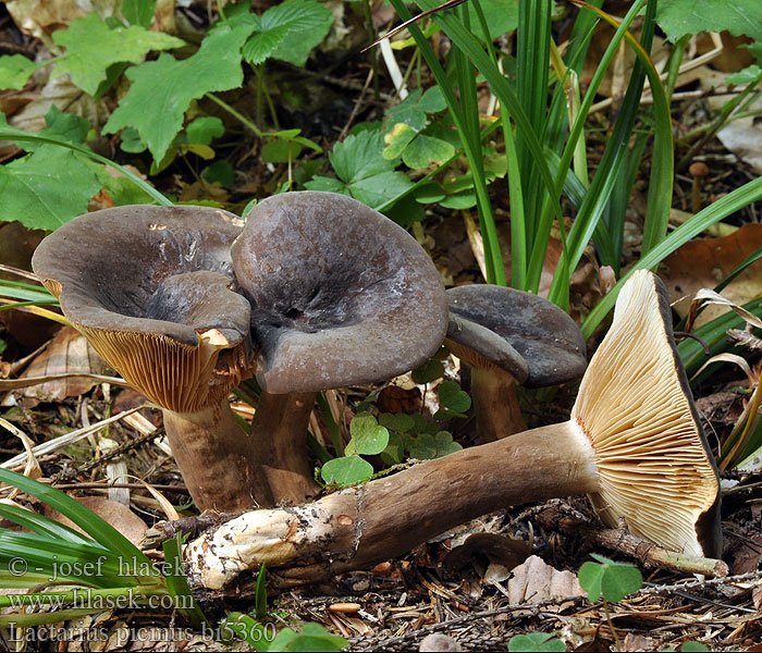 Lactarius picinus bi5360