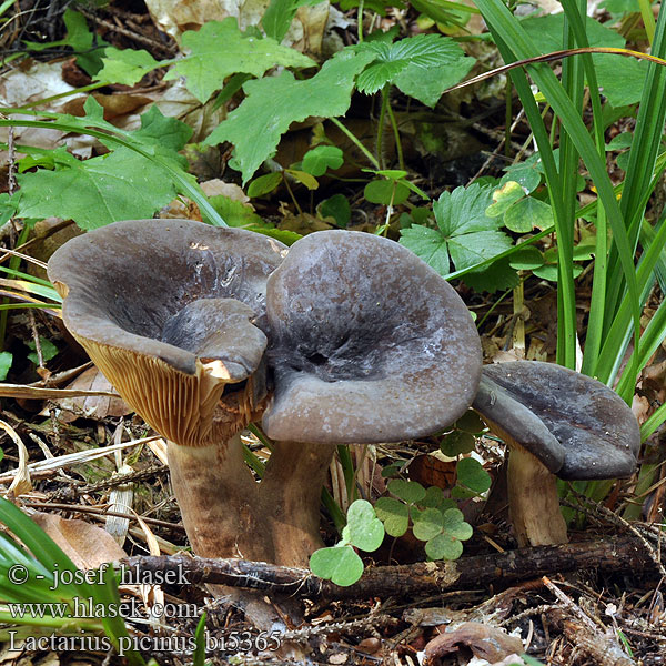 Lactarius picinus bi5365