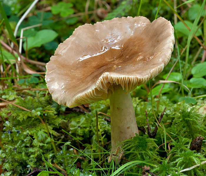 Lactarius picinus Ryzec datlí