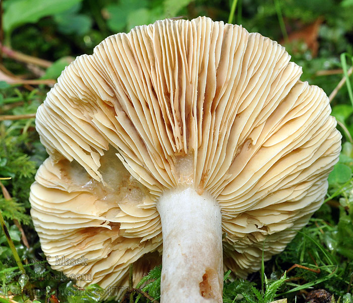 Lactarius picinus Rýdzik sadzový