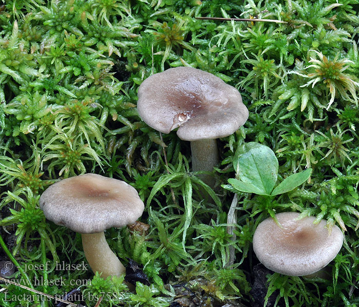 Lactarius_pilatii_bs7585