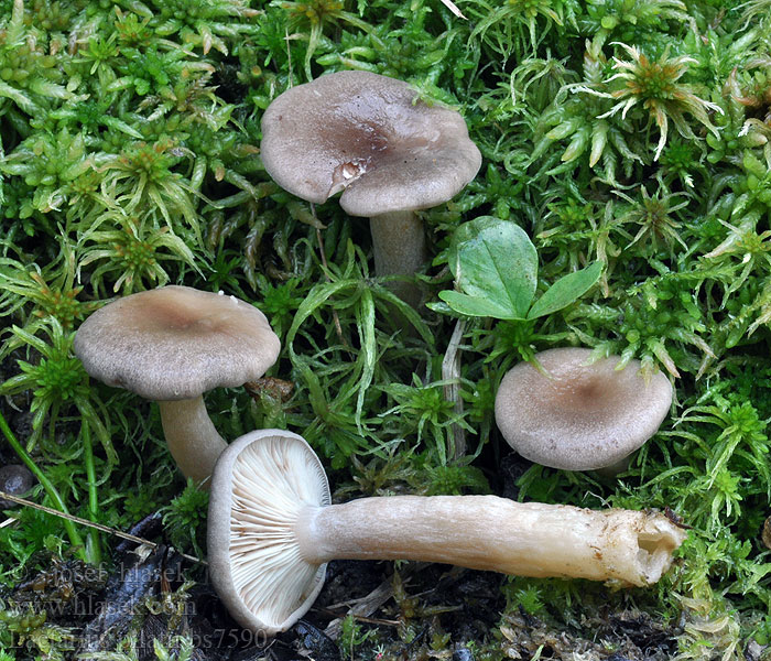 Lactarius_pilatii_bs7590