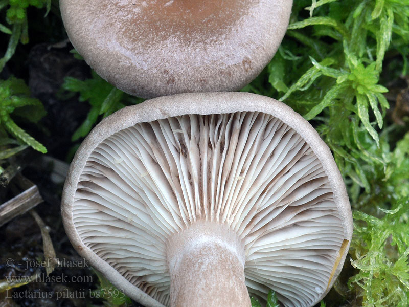 Lactarius pilatii Puklet mælkehat