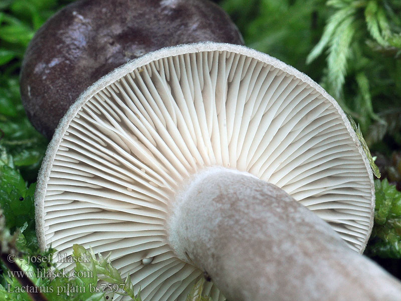 Lactarius pilatii Knoppriska