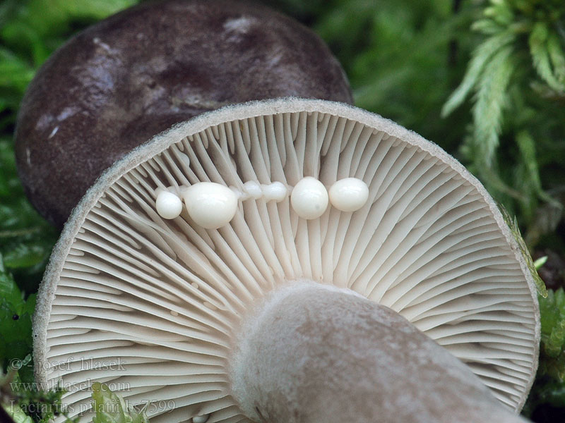 Lactarius_pilatii_bs7599