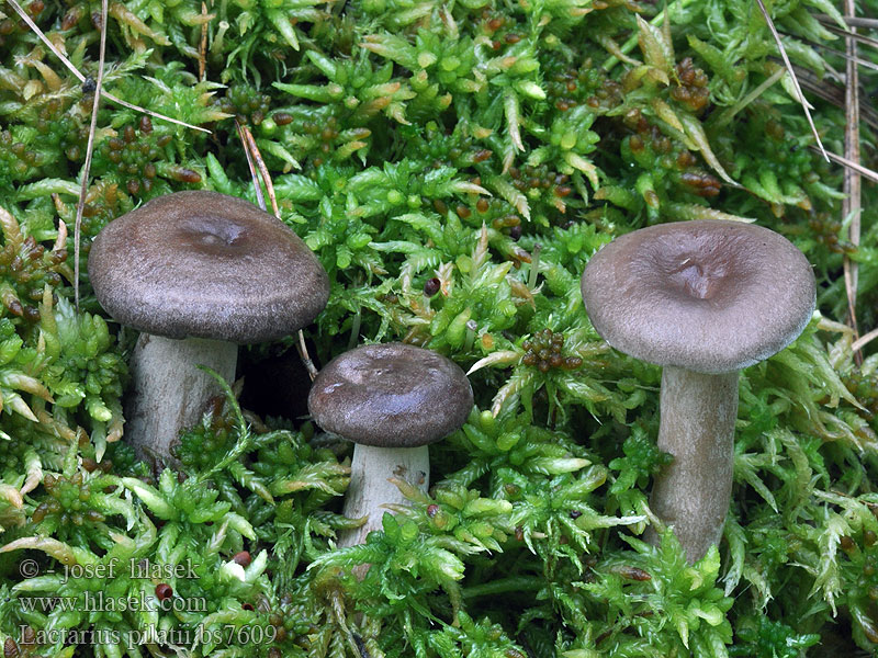 Lactarius pilatii Млечник Пилата