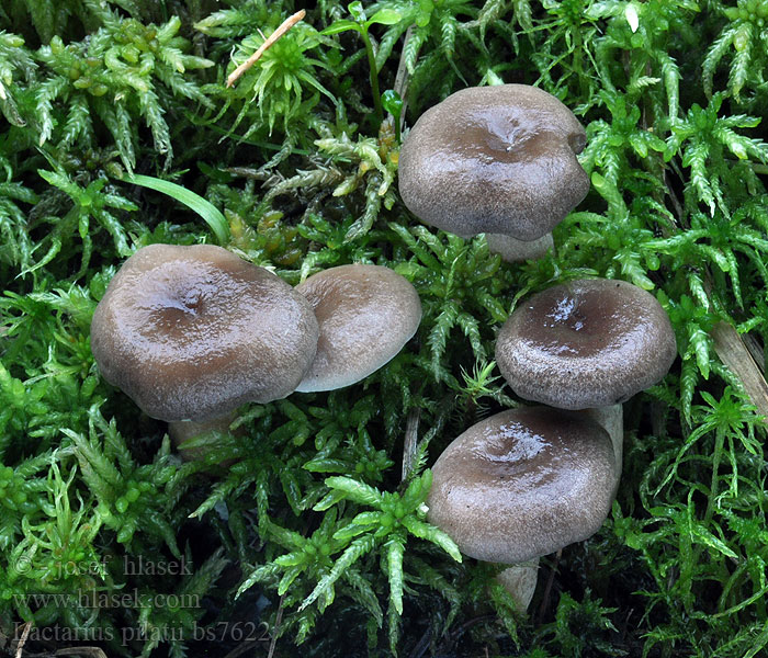 Gebuckelte Milchling Lactarius pilatii