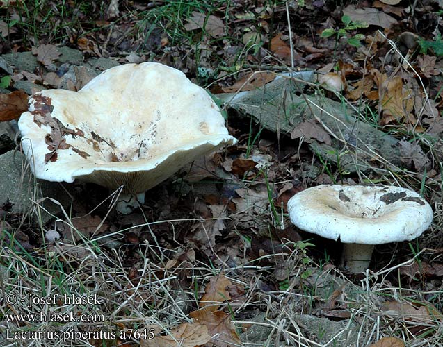 Lactarius piperatus a7645