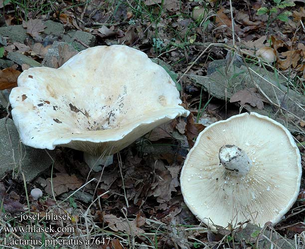 Lactarius piperatus a7647