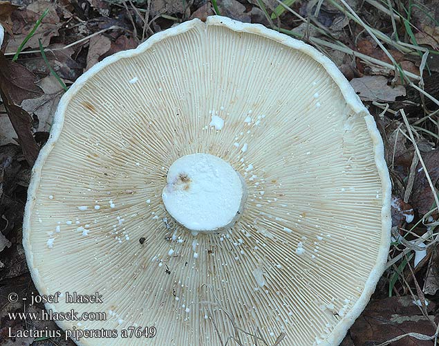 Lactarius piperatus a7649