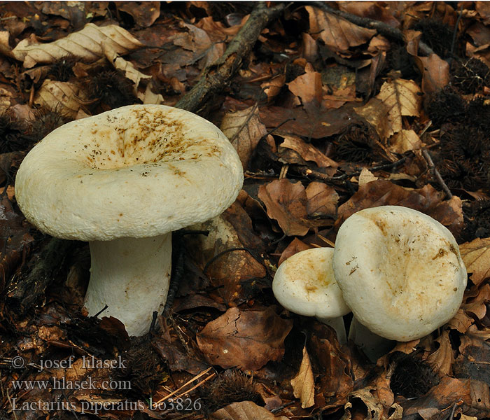 Lactarius piperatus Hvit pepperriske Перечный груздь