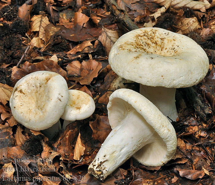 Lactarius piperatus Peppery Milkcap