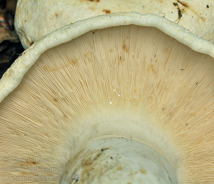 Lactarius piperatus Peber-mælkehat Pippurirousku