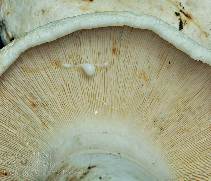 Lactarius_piperatus_bo3839