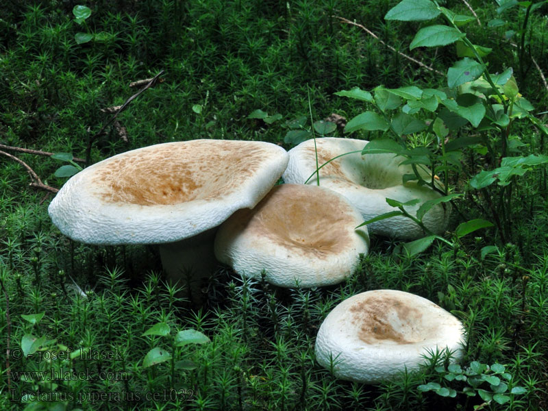 Lactarius piperatus Borsos keserűgomba Pfeffermilchling