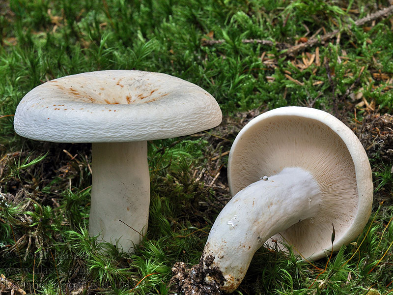 Lactarius piperatus Mleczaj palący Rýdzik korenistý