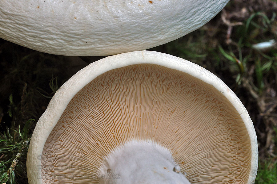 Lactarius piperatus Ryzec peprný