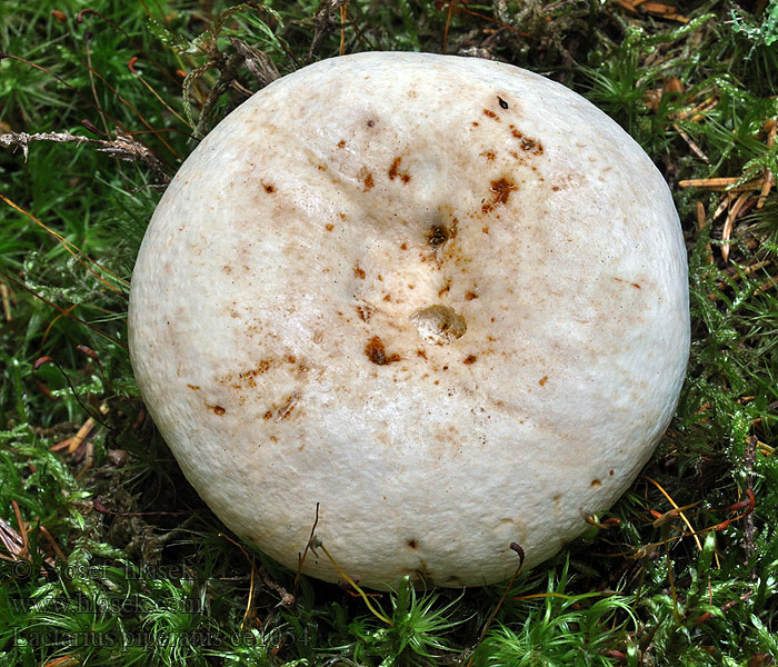 Lactarius piperatus Slät vitriska Hvit pepperriske Перечный груздь