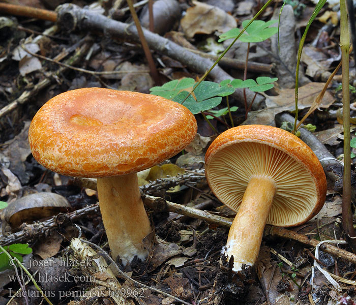 Lactarius porninsis Ryzec modřínový Lärchenmilchling Lärchenreizker