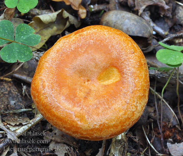 Lactarius_porninsis_bs9965