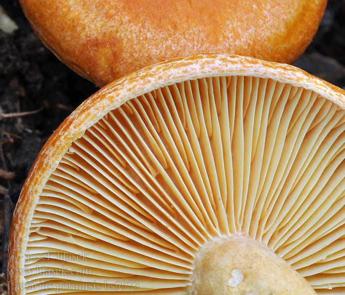 Lactarius_porninsis_bs9973