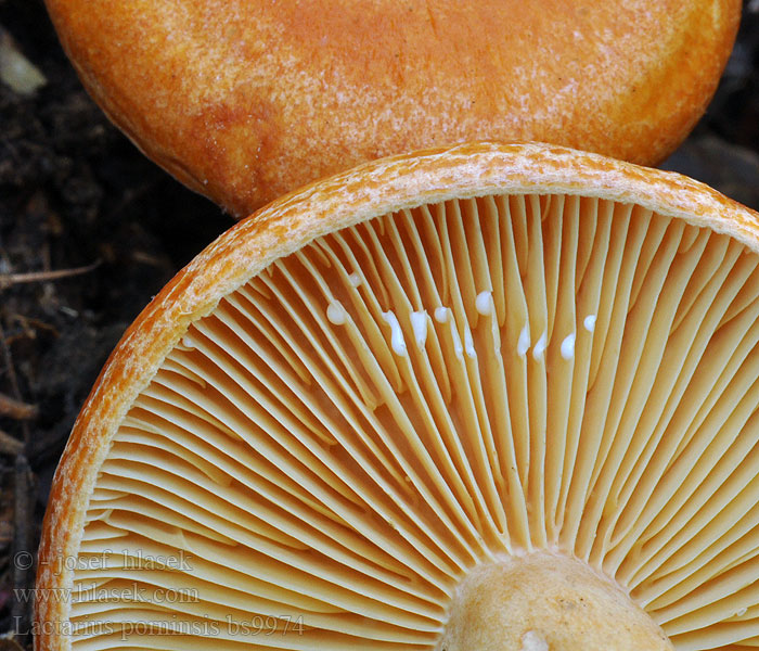 Lactarius porninsis Ryzec modřínový Larch milkcap