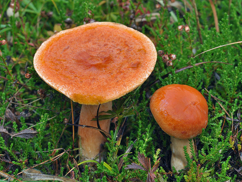 Ryzec modřínový Lactarius porninsis