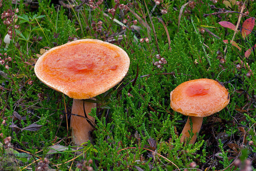 Lärchenmilchling Lactarius porninsis