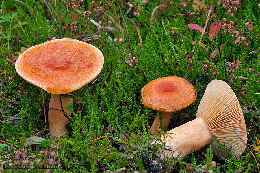 Lärchenreizker Lactarius porninsis