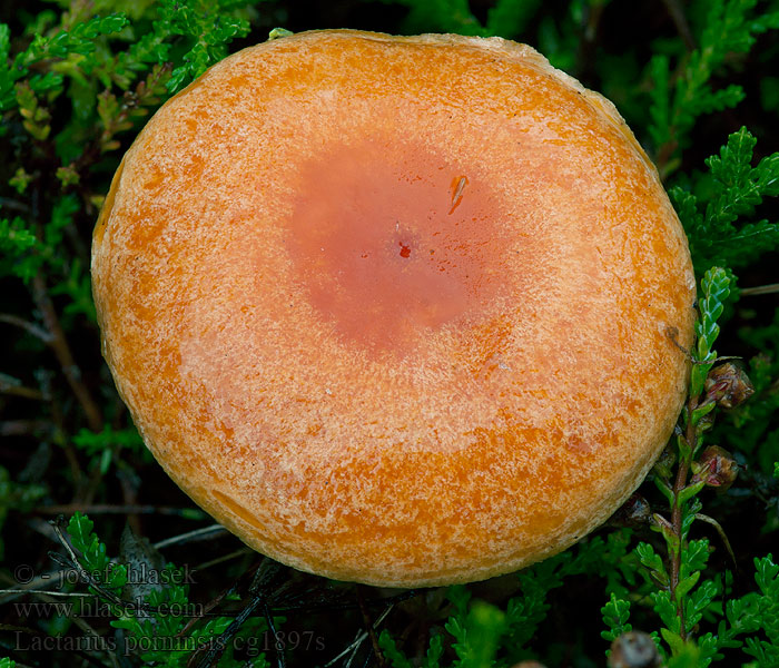 Lorkenmelkzwam Lactarius porninsis