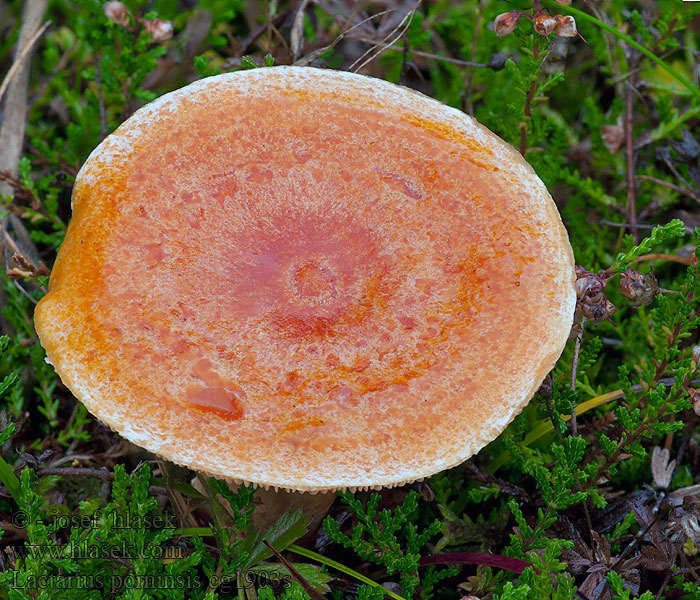 Mleczaj modrzewiowy Lactarius porninsis