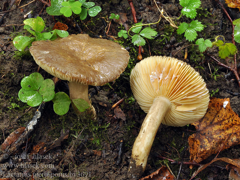 Lactarius pterosporus Ryzec křídlatovýtrusý Mleczaj pomarszczony