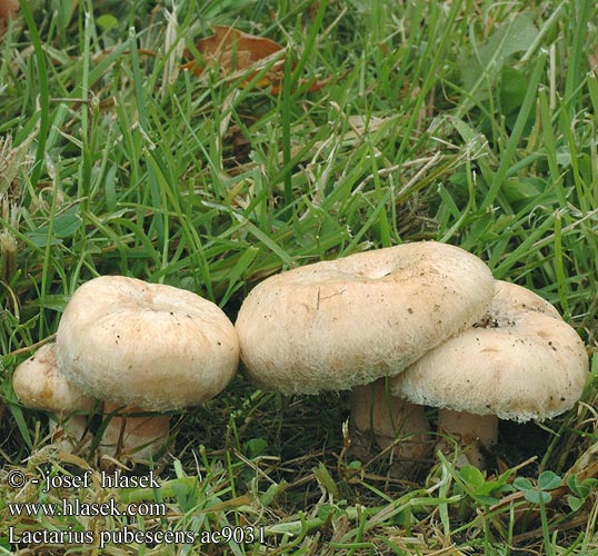 Lactarius pubescens Ryzec chlupatý pýřitý