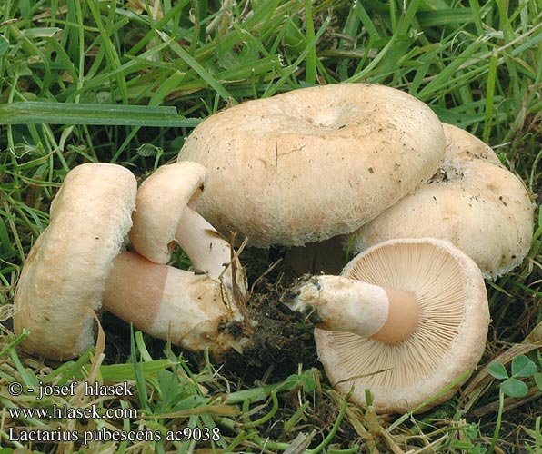 Lactarius pubescens ac9038