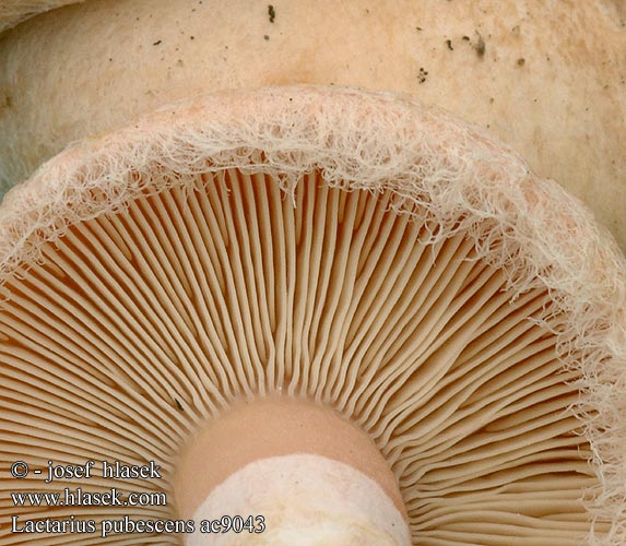 Lactarius pubescens ac9043