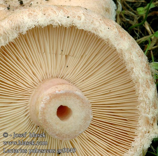 Lactarius pubescens 绒边乳菇 Villakarvarousku Donzige melkzwam