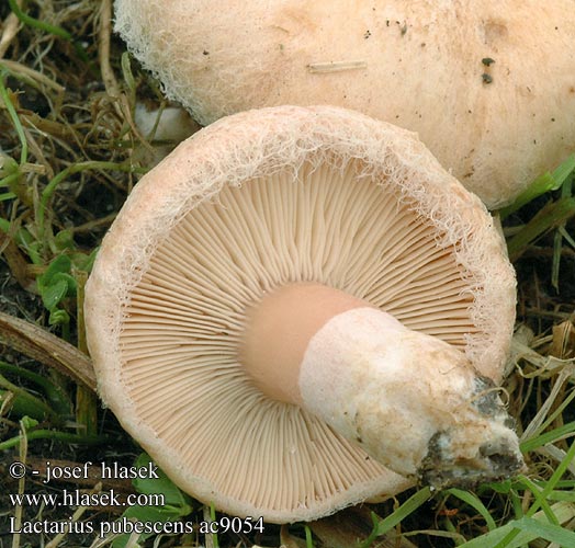 Lactarius pubescens ac9054