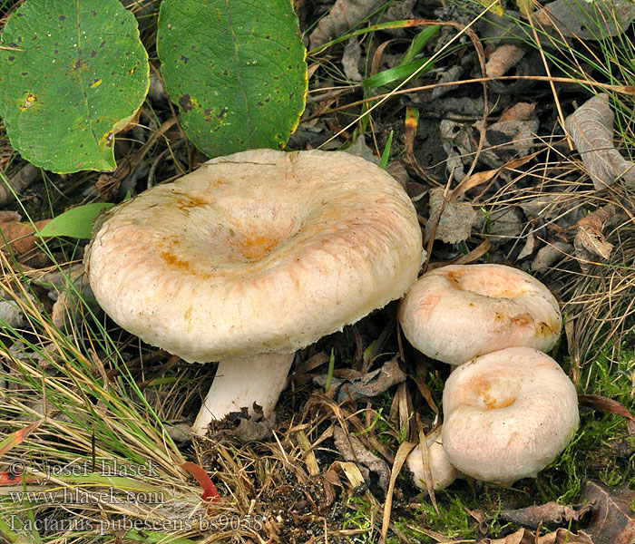 Lactarius_pubescens_bs9058